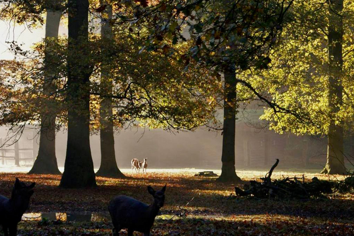 Entreeticket Wildpark Anholter Schweiz