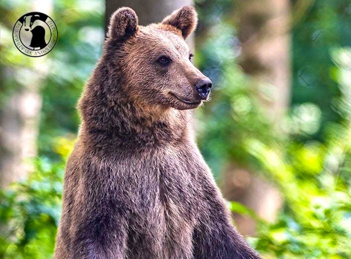 Entreeticket Wildpark Anholter Schweiz