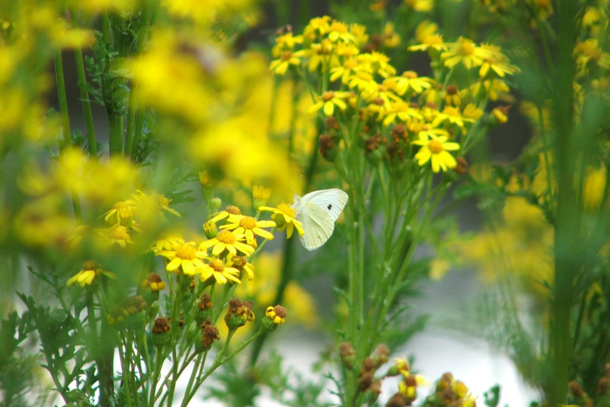 Entreeticket Wildpark Anholter Schweiz