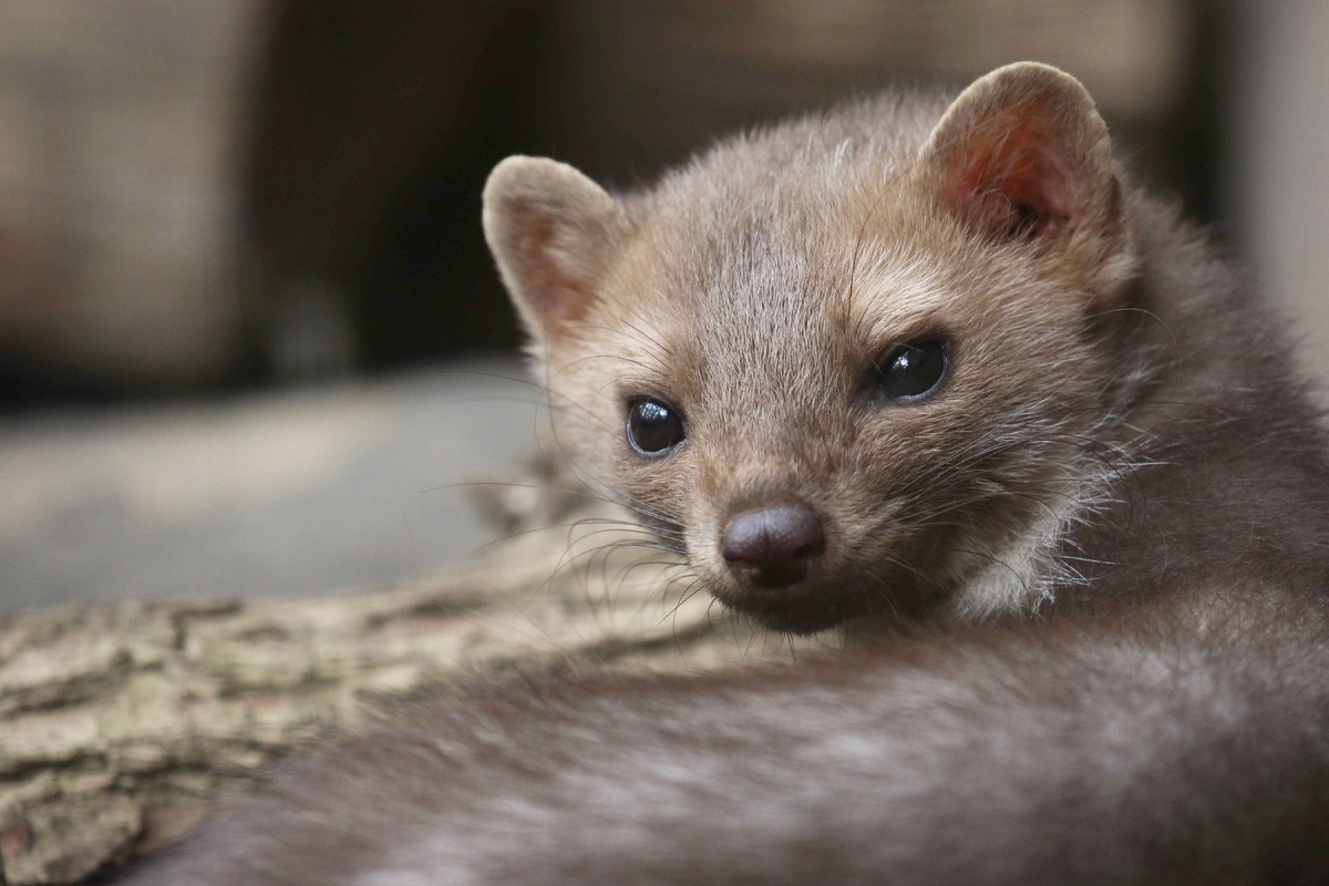 Entreeticket Wildpark Anholter Schweiz