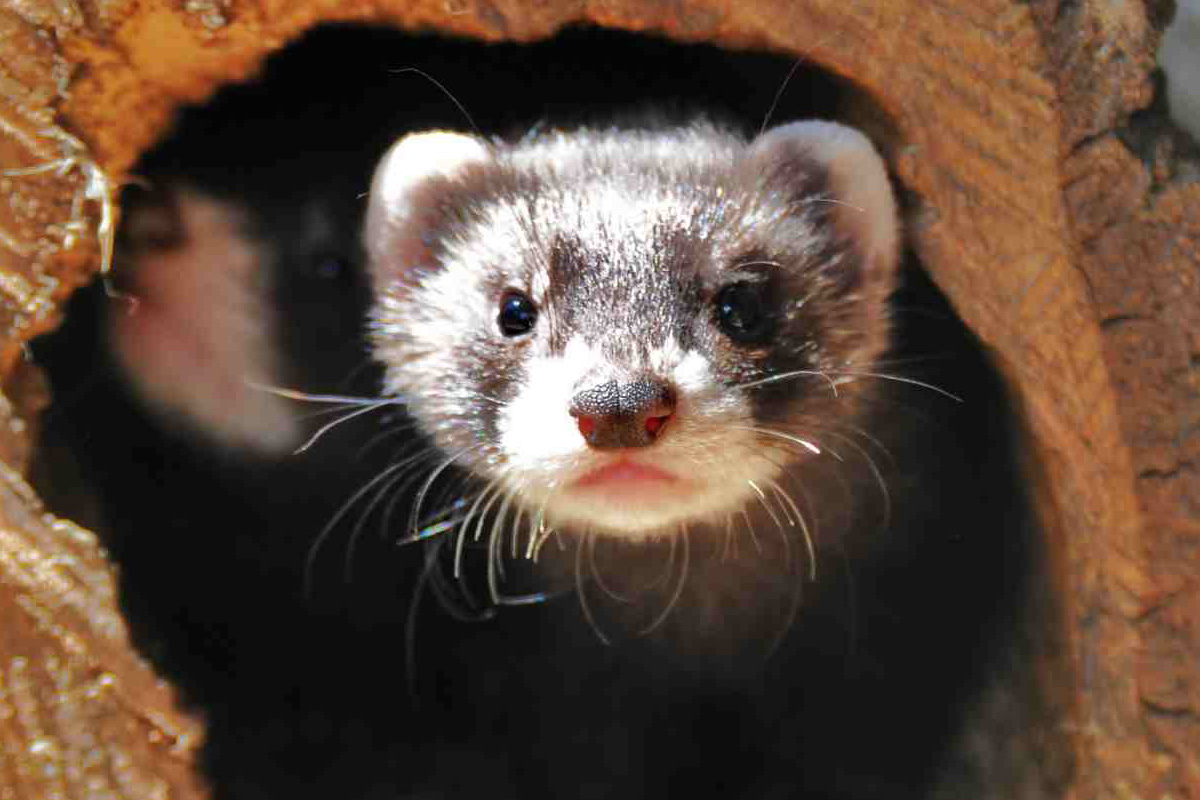 Entreeticket Wildpark Frankenhof