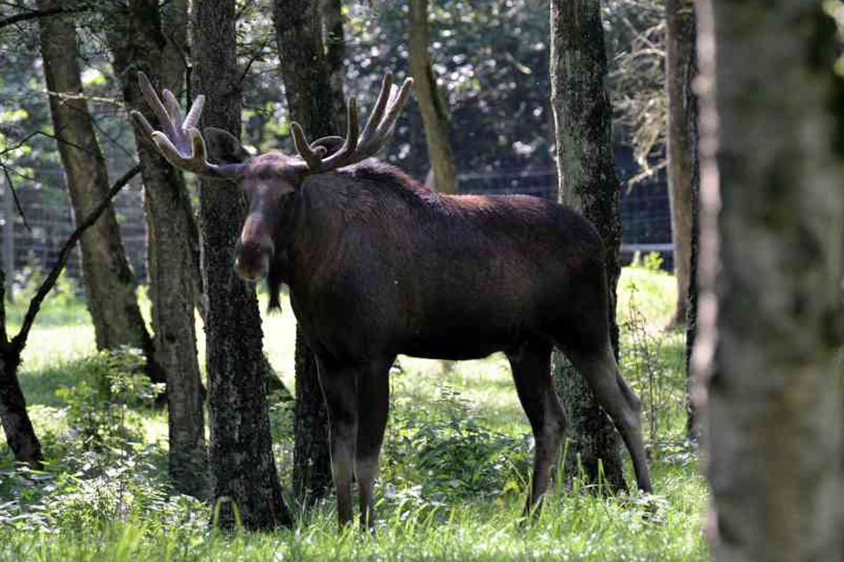 Entreeticket Wildpark Frankenhof