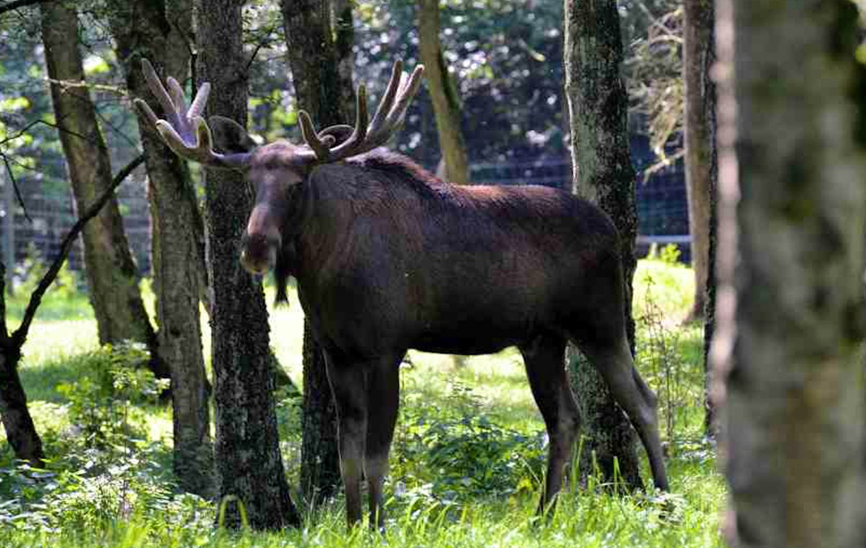 Entreeticket Wildpark Frankenhof