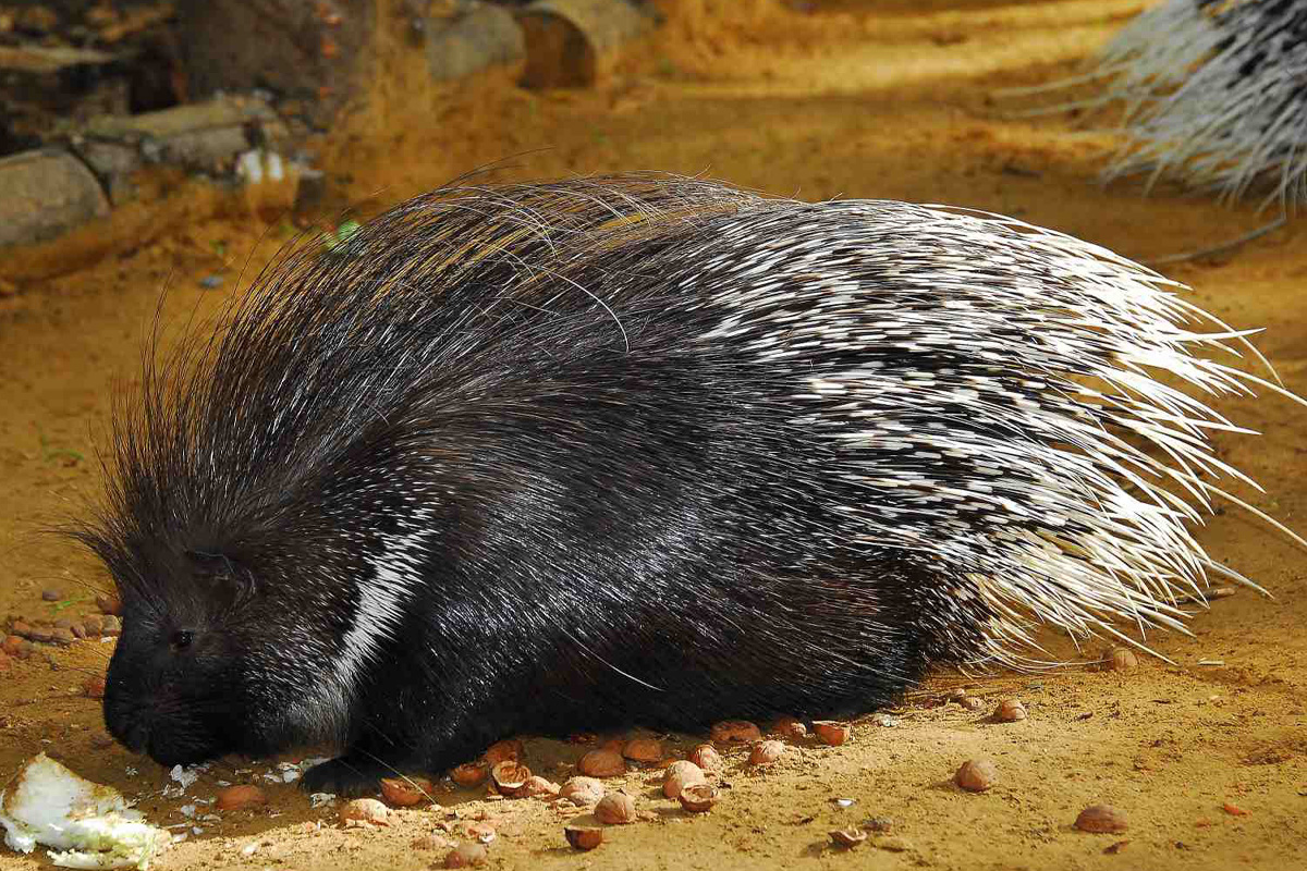 Entreeticket Wildpark Frankenhof