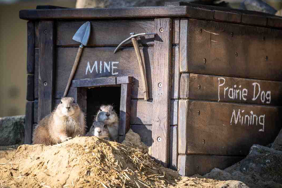 Entreeticket Wildpark Frankenhof