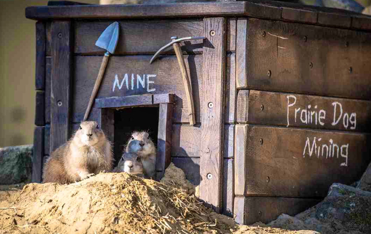Entreeticket Wildpark Frankenhof