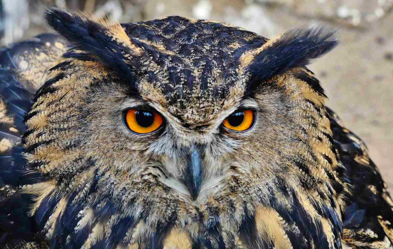 Entreeticket Wildpark Frankenhof