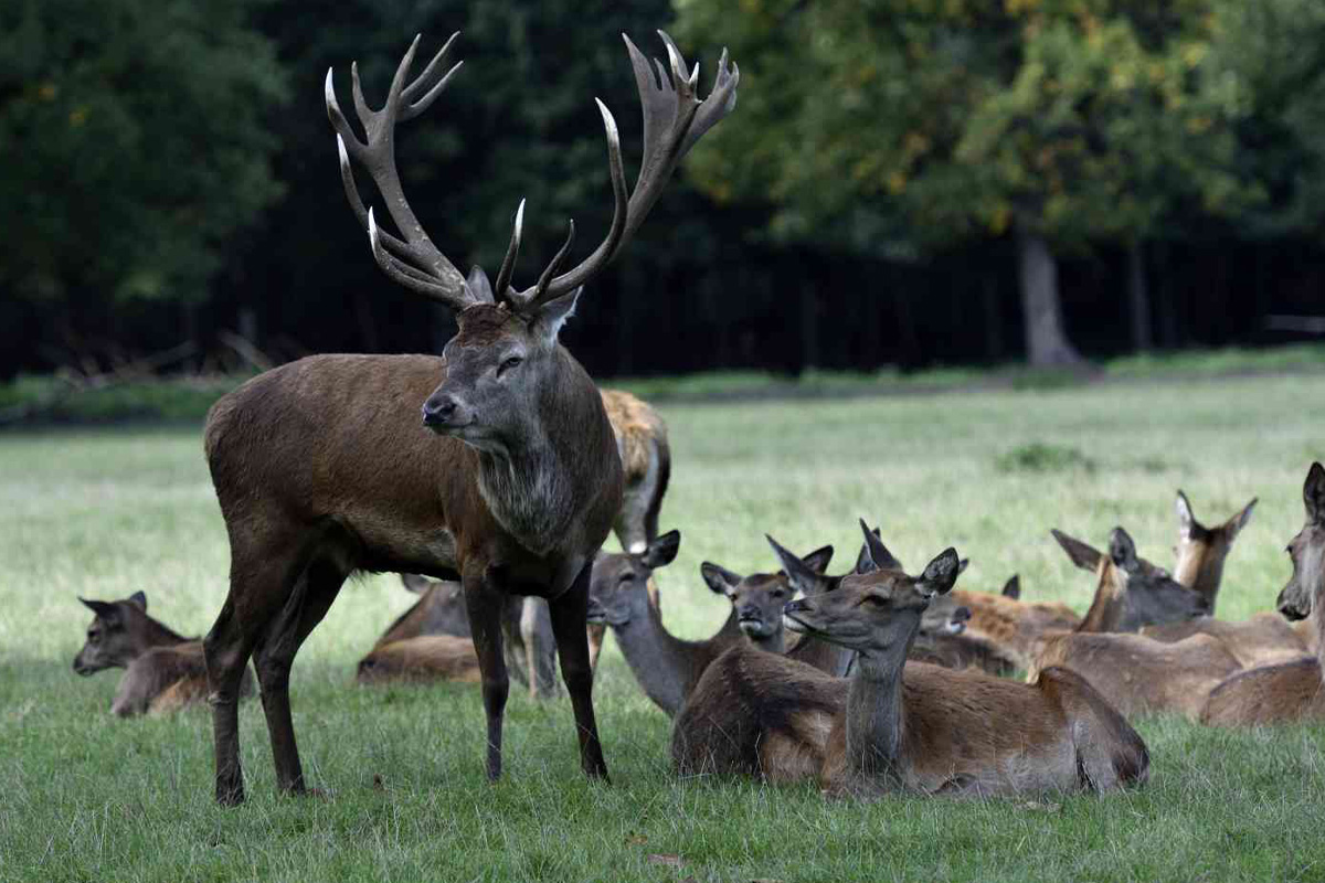 Entreeticket Wildpark Frankenhof
