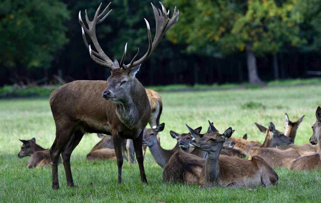 Entreeticket Wildpark Frankenhof