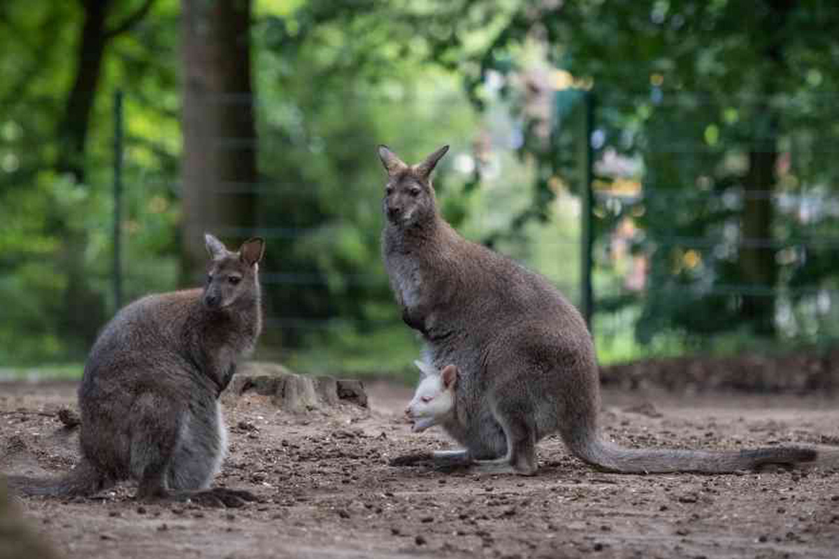 Entreeticket Wildpark Frankenhof