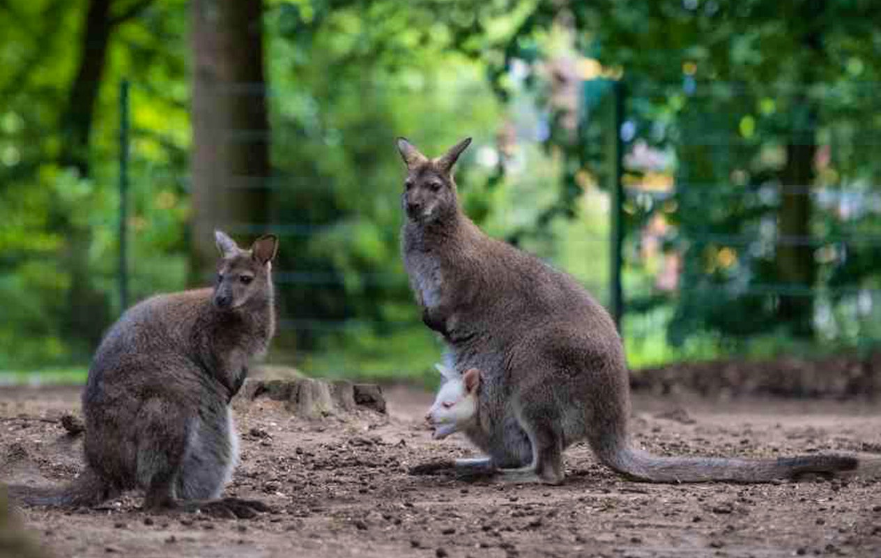 Entreeticket Wildpark Frankenhof