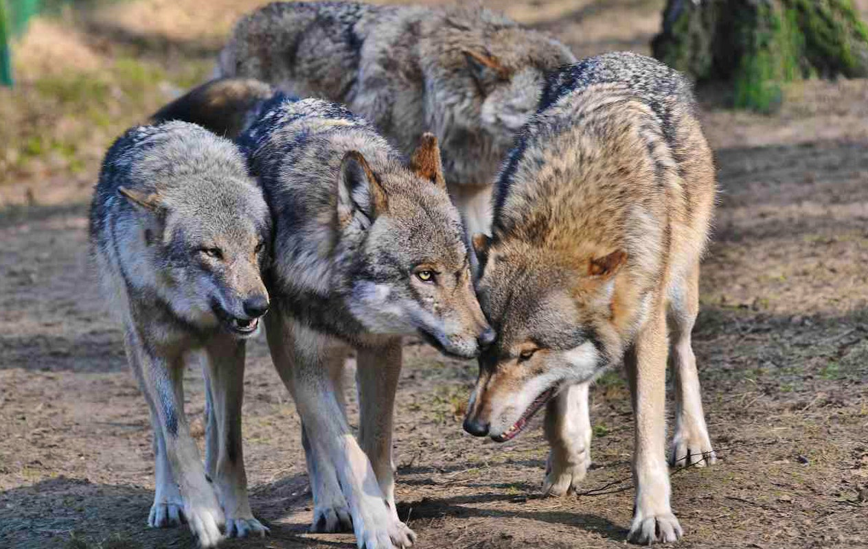 Entreeticket Wildpark Frankenhof