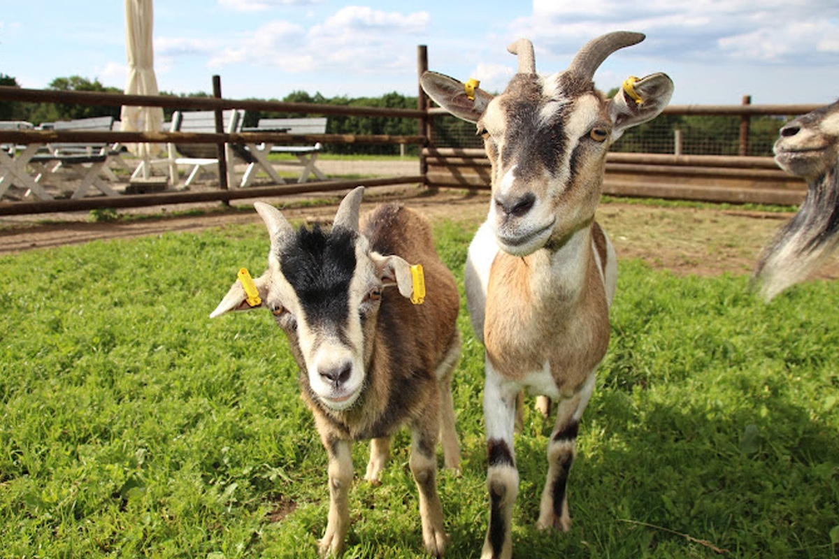 Entreeticket Wildpark Schmidt