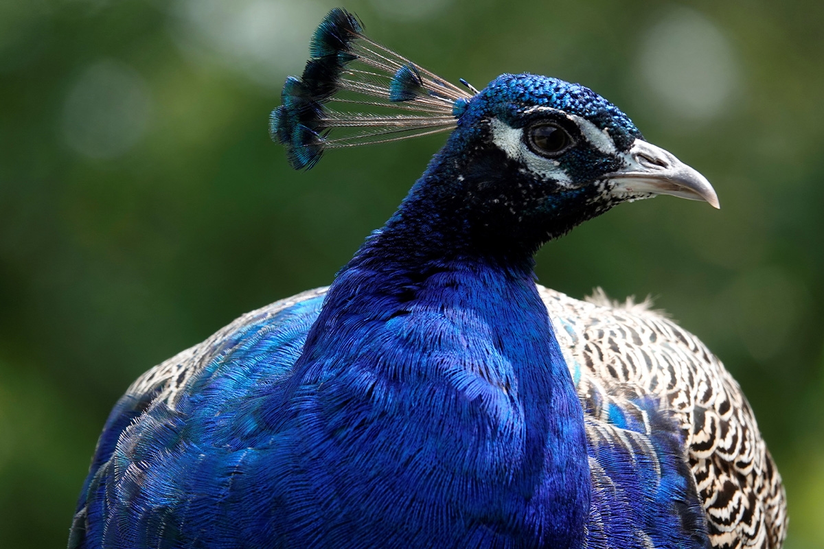 Entreeticket Wildpark Schmidt