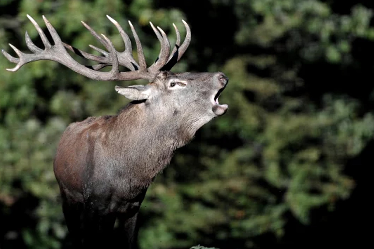 Entreeticket Wildpark Schmidt