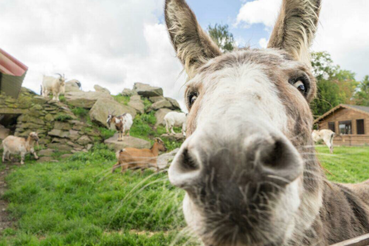 Entreeticket Wildpark Schmidt