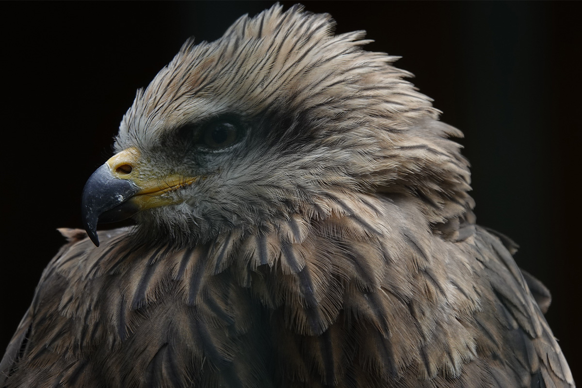 Entreeticket Wildpark Schmidt