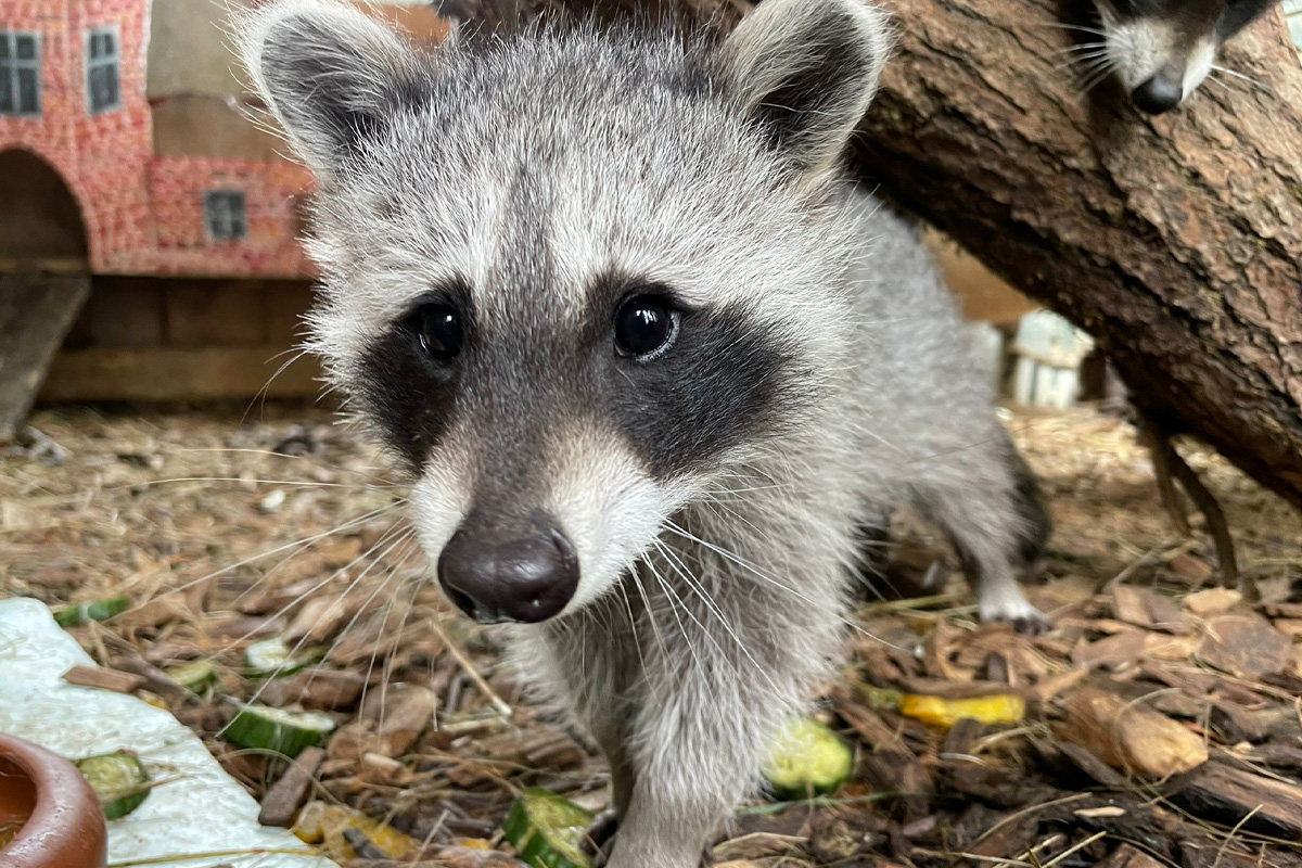 Entreeticket Wildpark Schmidt