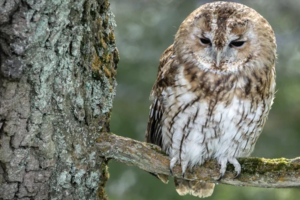 Entreeticket Wildpark Schmidt