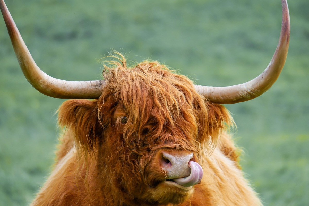 Entreeticket Wildpark Schmidt