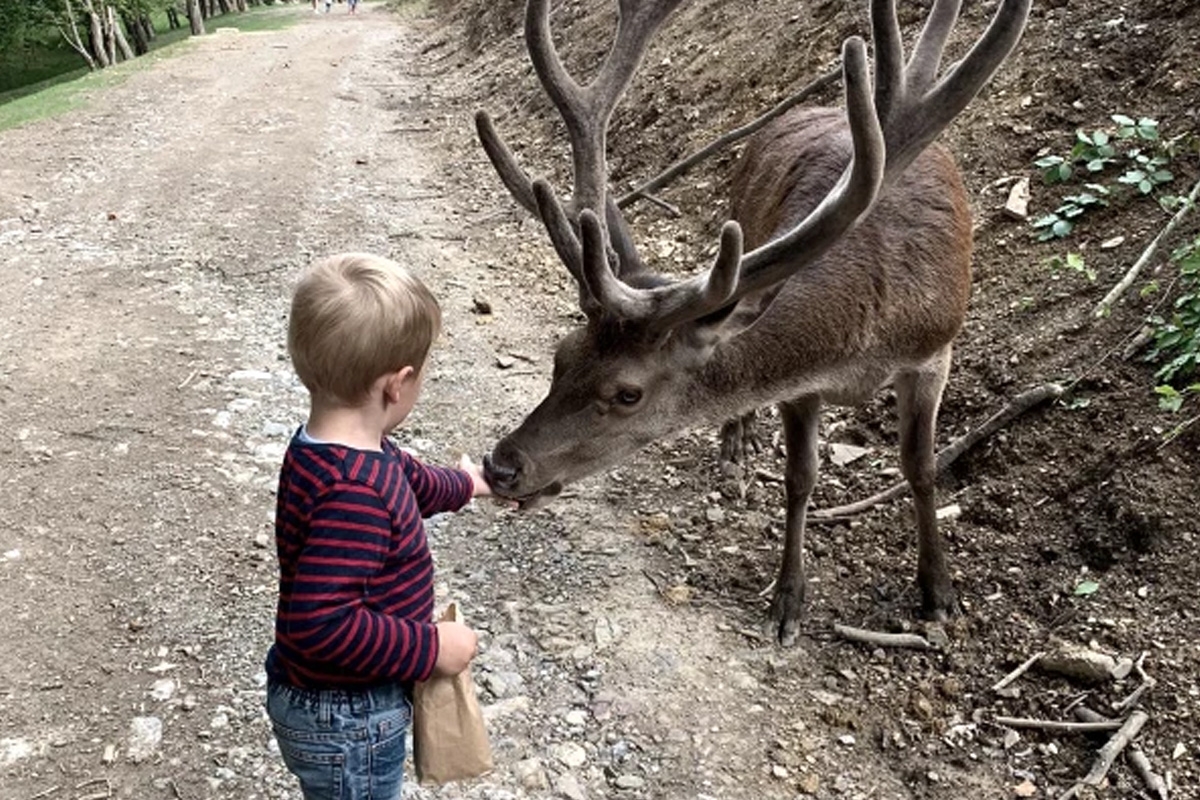 Entreeticket Wildpark Schmidt
