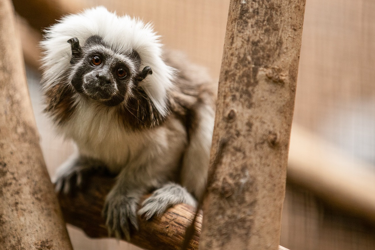 Entreeticket Wonderwereld