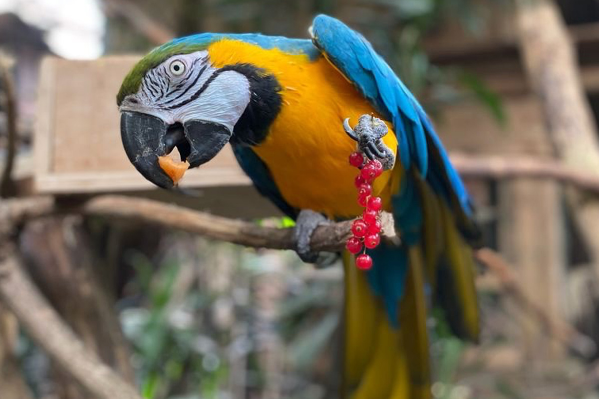 Entreeticket Wonderwereld