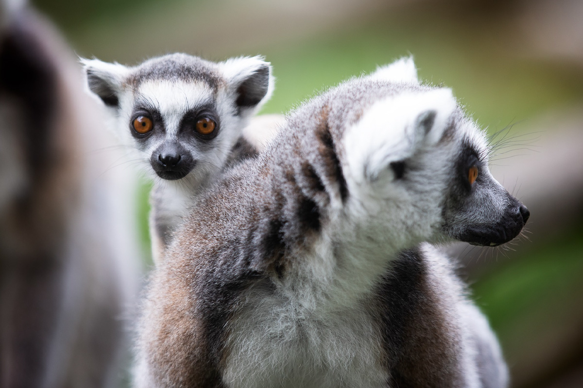 Entreeticket Wonderwereld