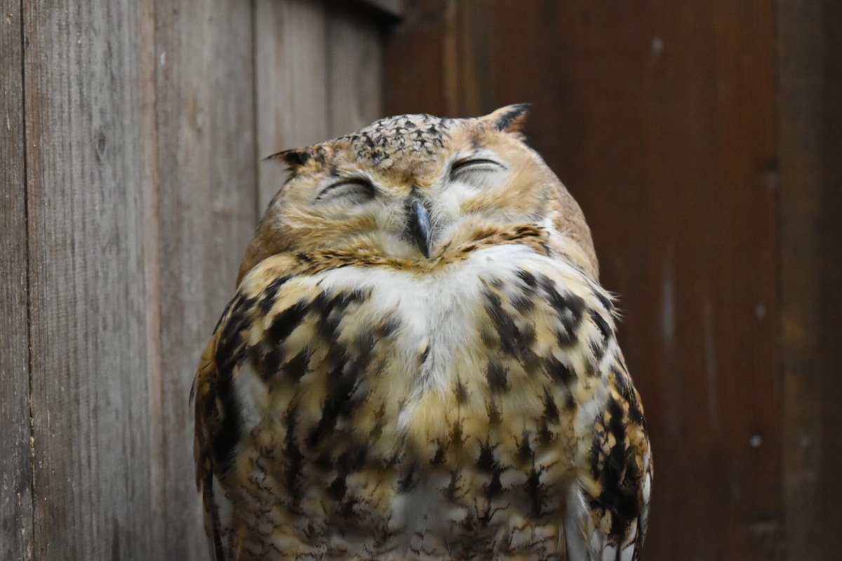 Entreeticket Wonderwereld