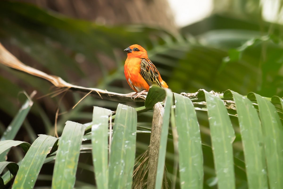 Entreeticket Wonderwereld