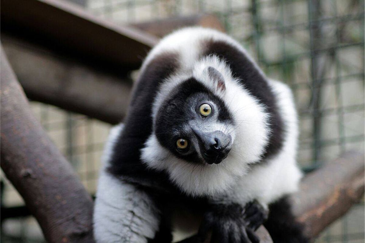 Entreeticket Wonderwereld