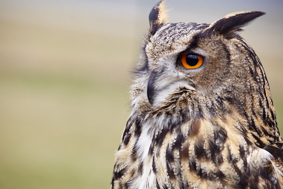 Entreeticket Wonderwereld