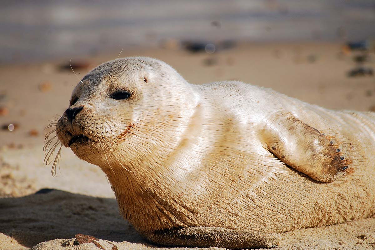 Zeehondensafari bij De Vrolijke Visser