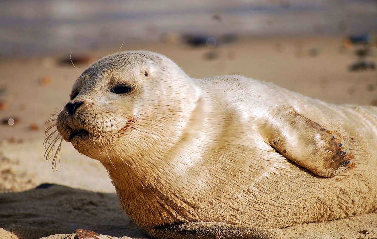 Zeehondensafari bij De Vrolijke Visser