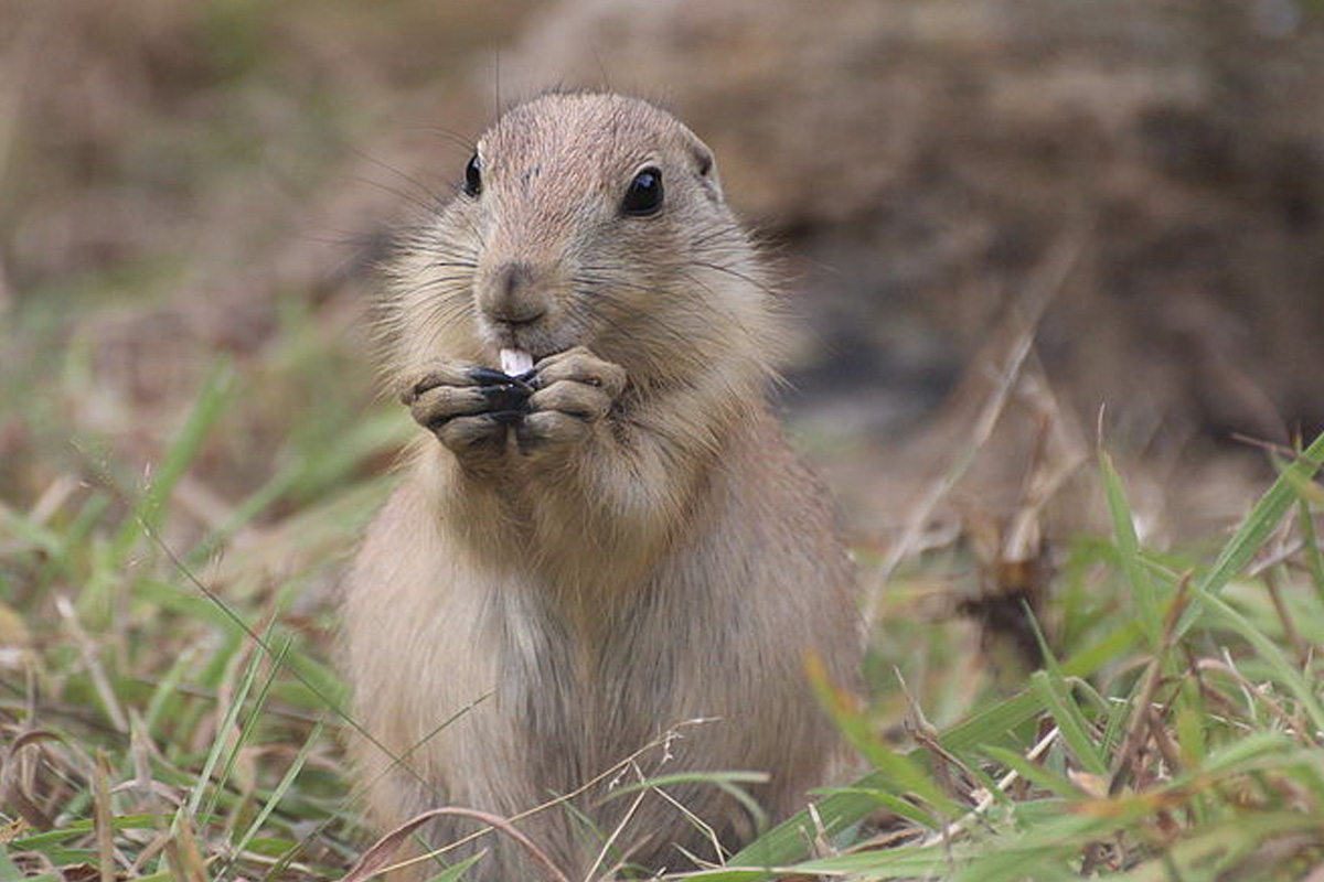 Entreeticket Zoo Osnabrück