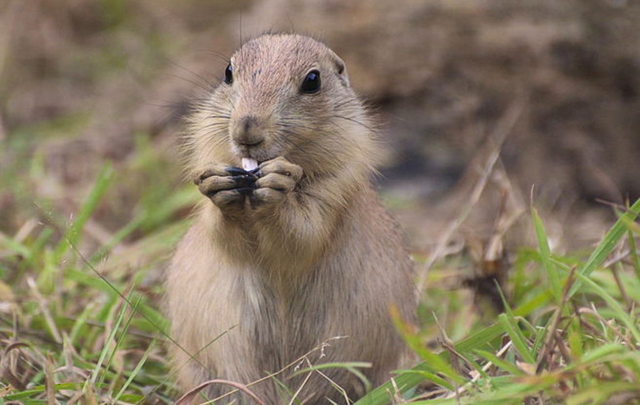 Entreeticket Zoo Osnabrück