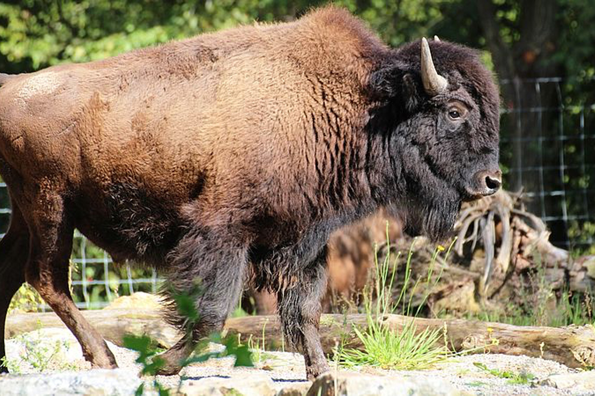 Entreeticket Zoo Osnabrück