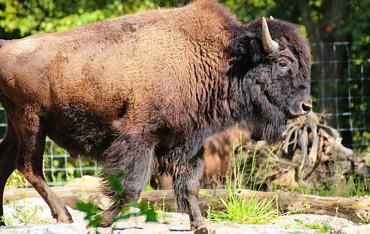 Entreeticket Zoo Osnabrück