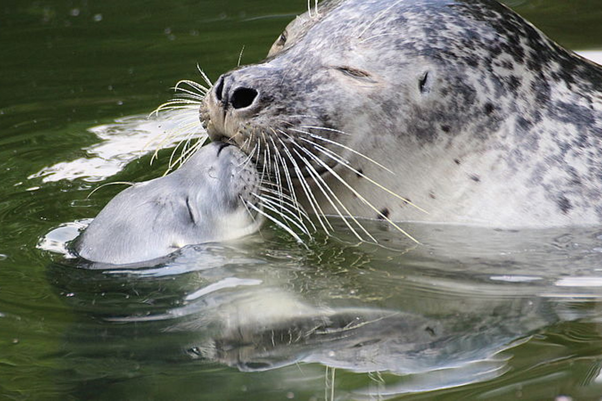 Entreeticket Zoo Osnabrück