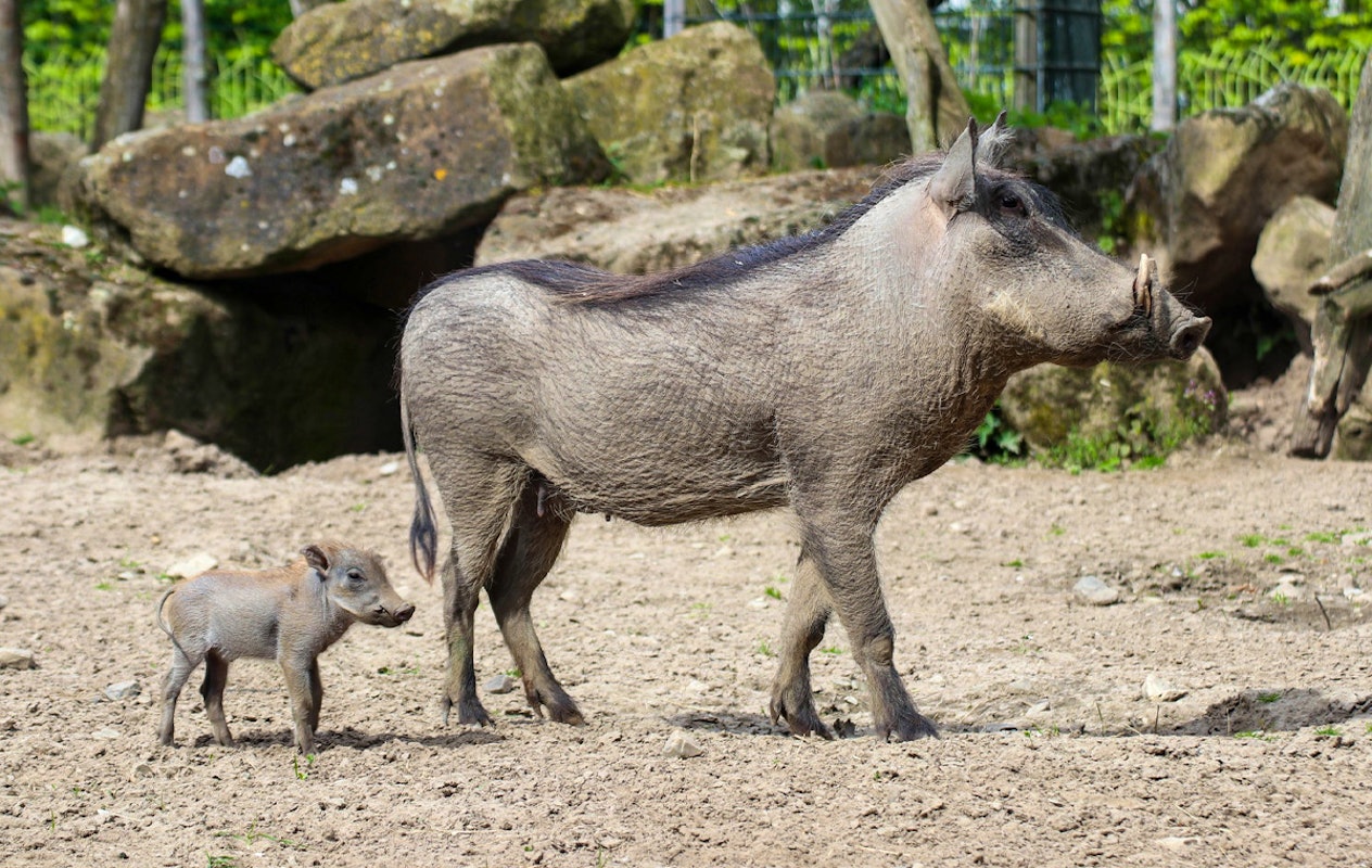 Entreeticket Zoo Osnabrück