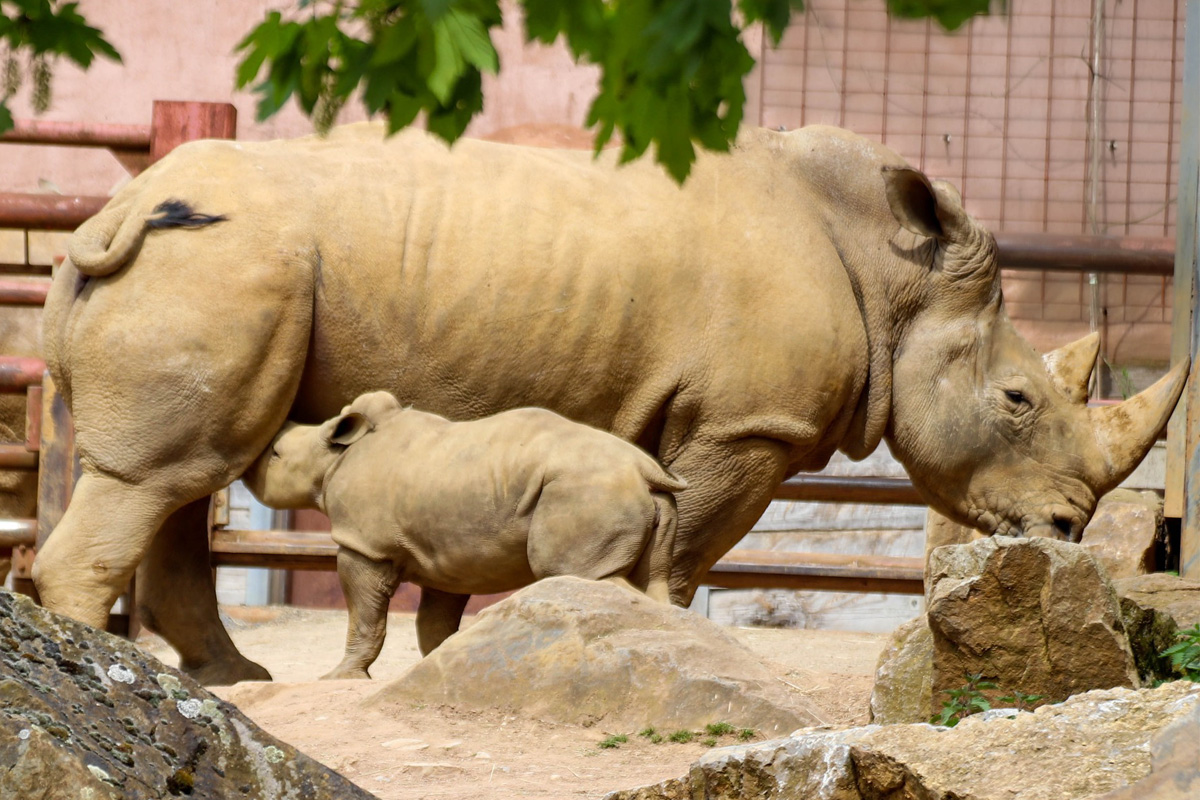 Entreeticket Zoo Osnabrück
