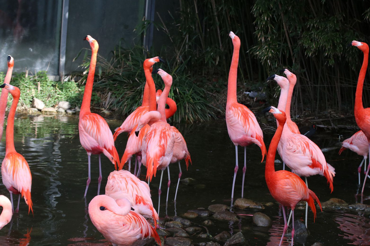 Entreeticket Zoo Osnabrück