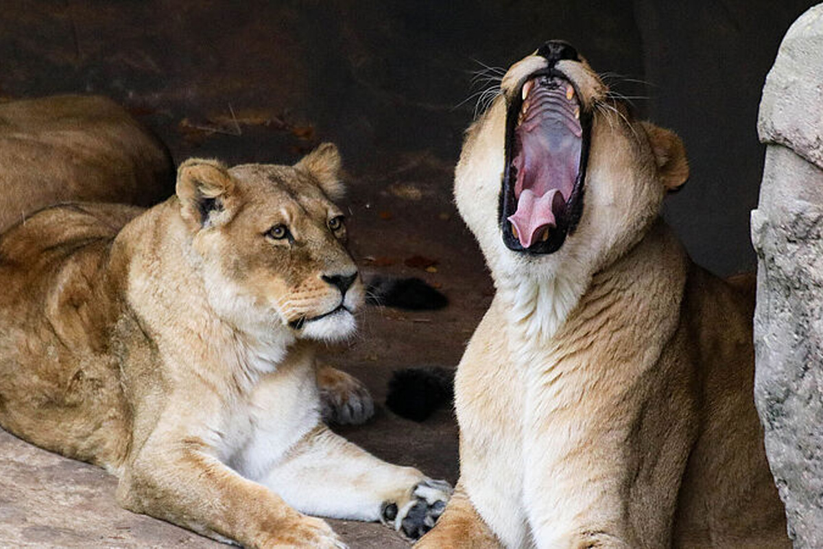 Entreeticket Zoo Osnabrück