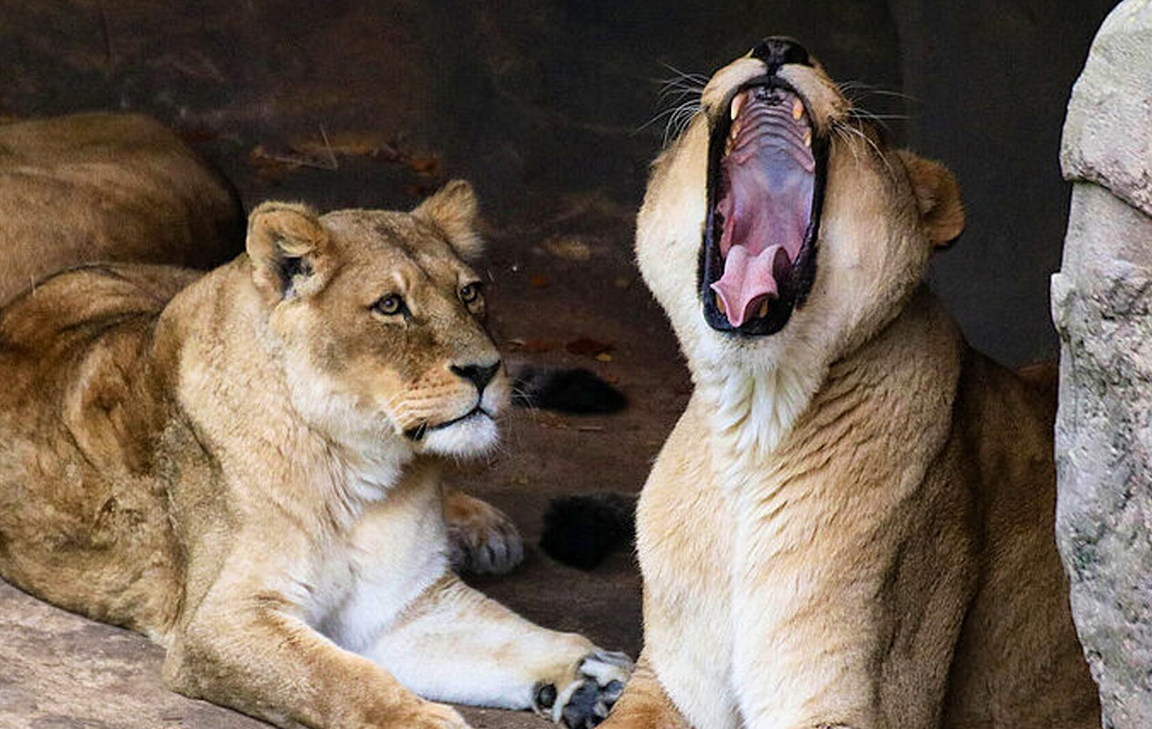 Entreeticket Zoo Osnabrück