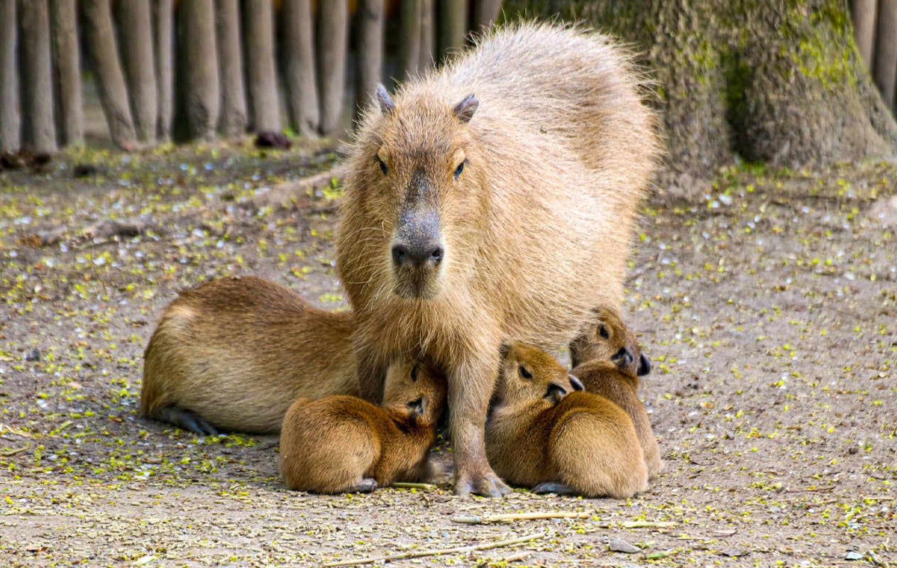 Entreeticket Zoo Osnabrück