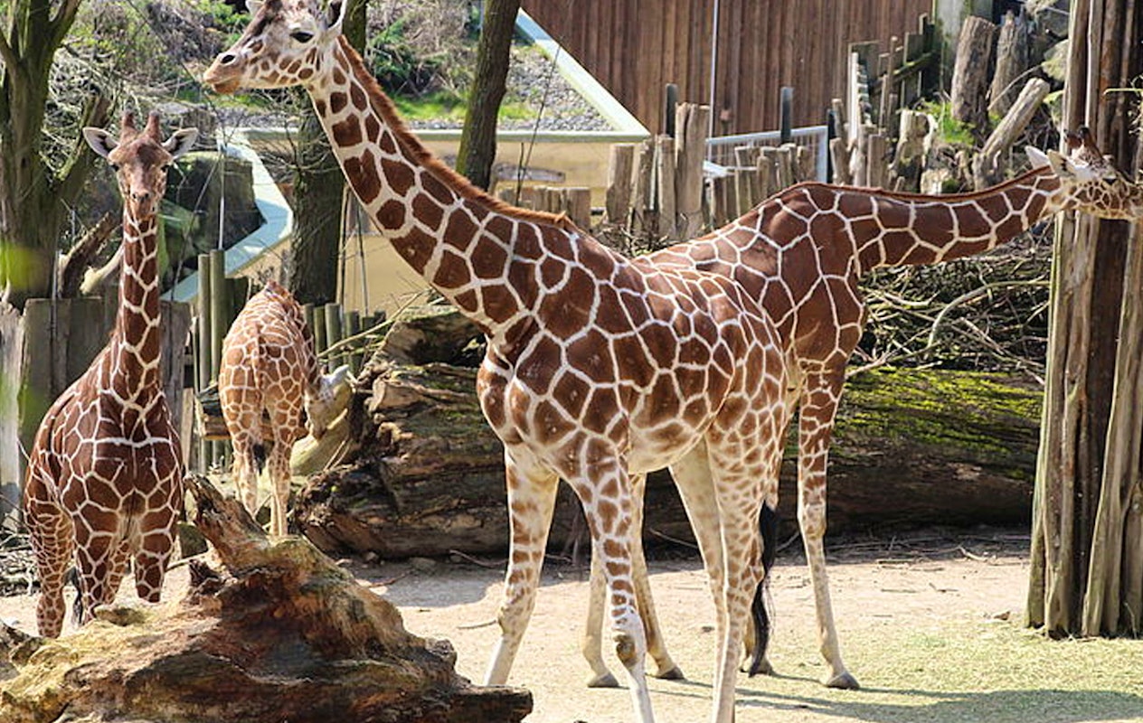 Entreeticket Zoo Osnabrück