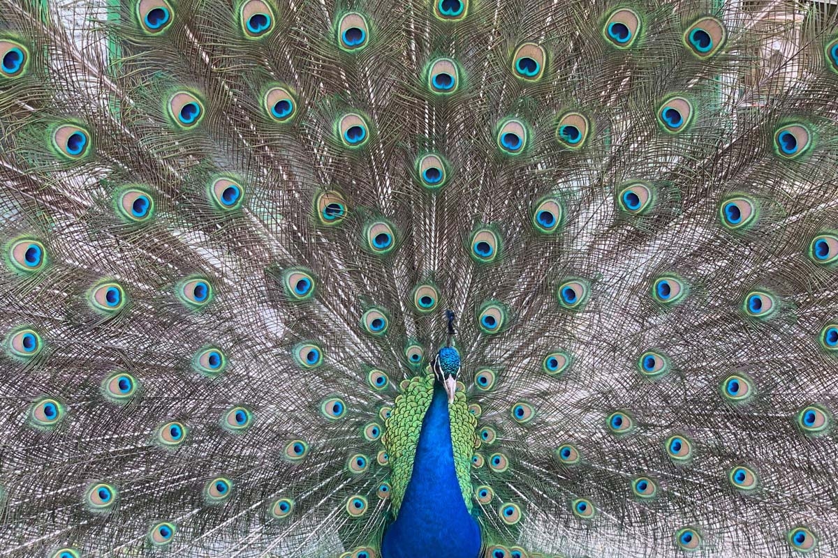 Entreeticket Zoo Veldhoven