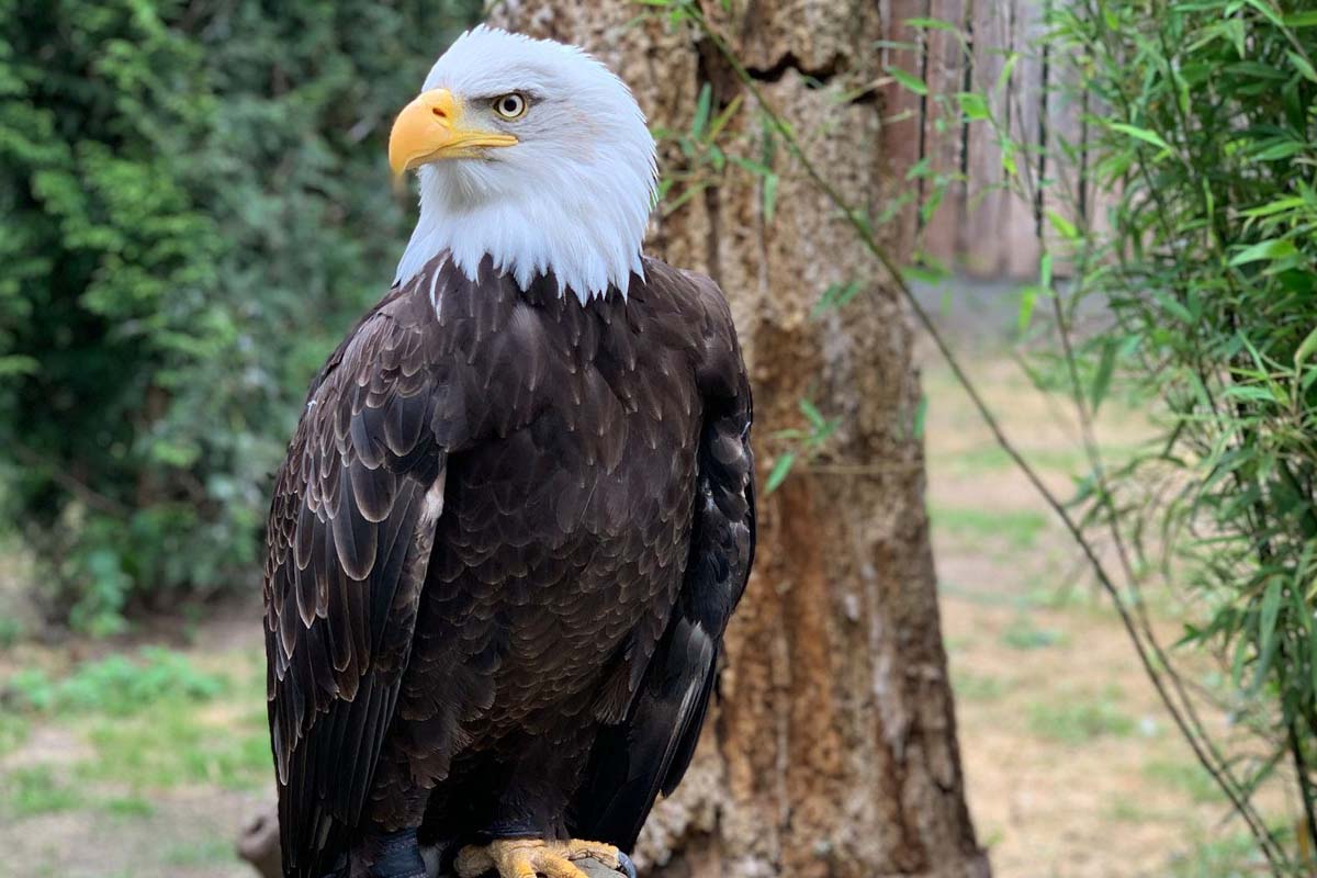 Entreeticket Zoo Veldhoven