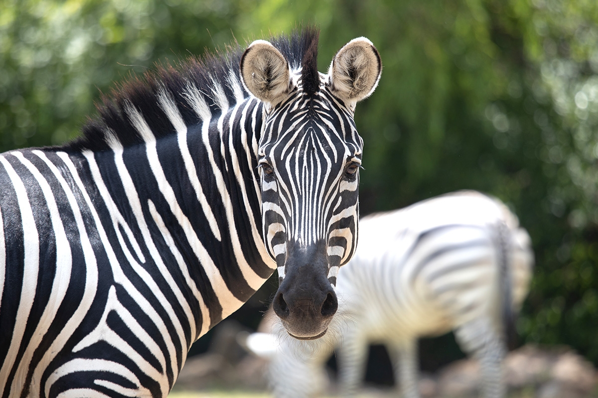 Entreeticket Zoo Veldhoven