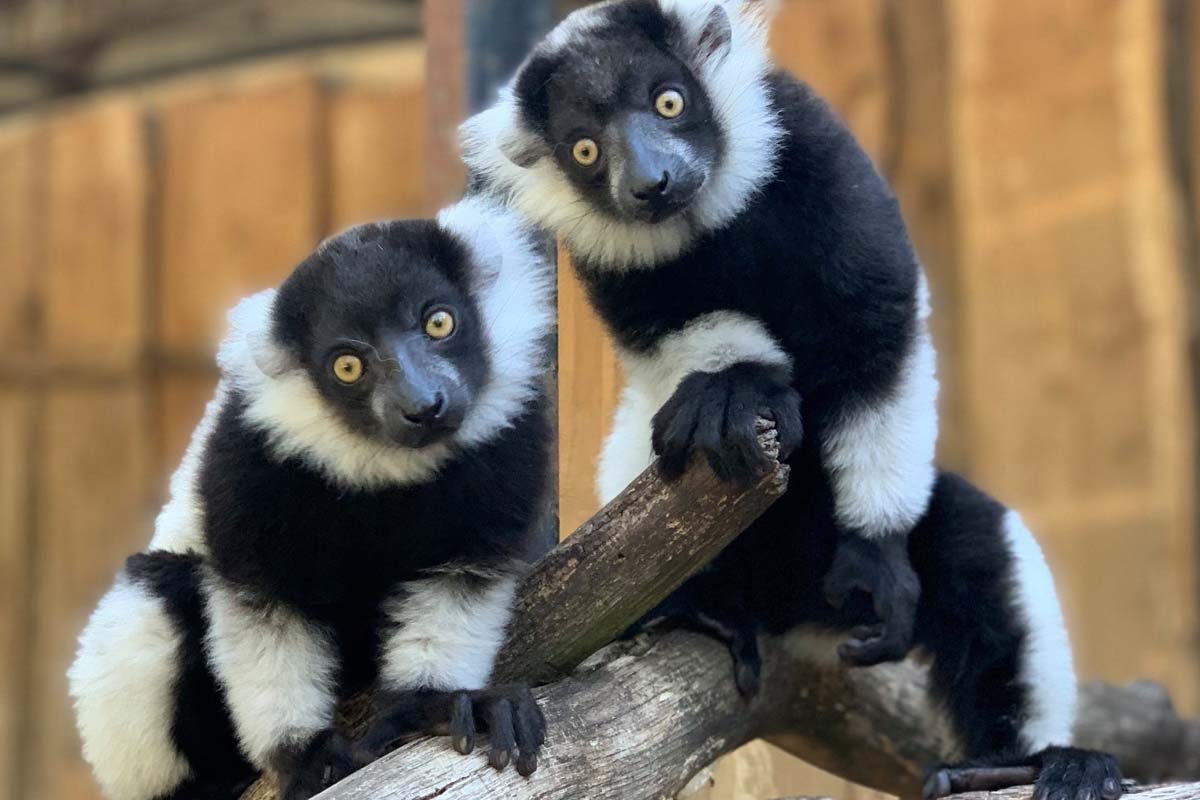 Entreeticket Zoo Veldhoven